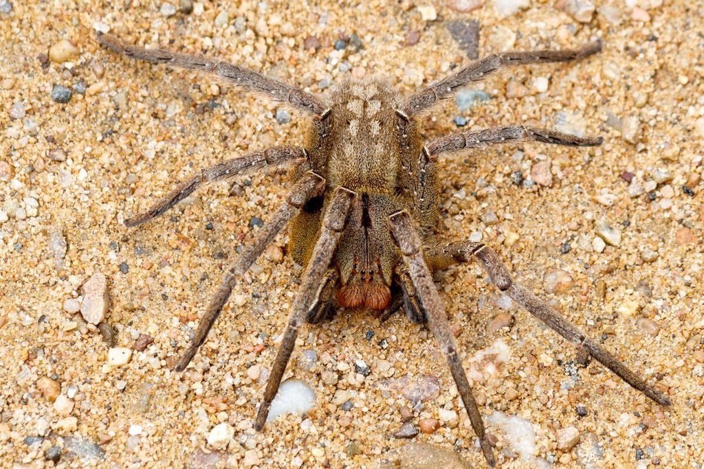 Aranha-armadeira (Phoneutria)