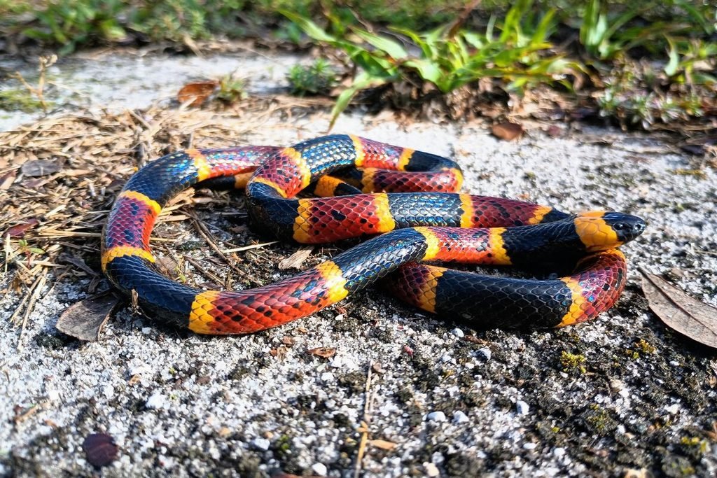 Cobra-coral (gênero Micrurus), um dos animais mais venenosos do mundo