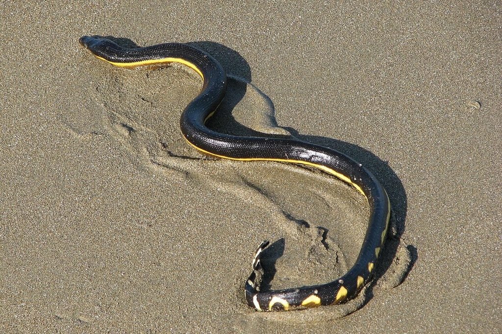 Cobra-marinha-dourada (Hydrophis platurus)