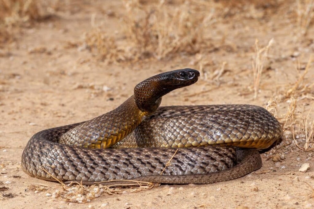 Cobra-taipã-do-interior (Oxyuranus microlepidotus)