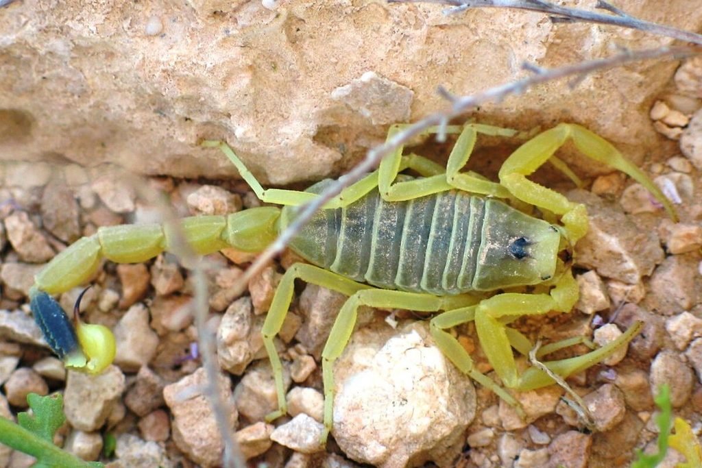Escorpião-amarelo