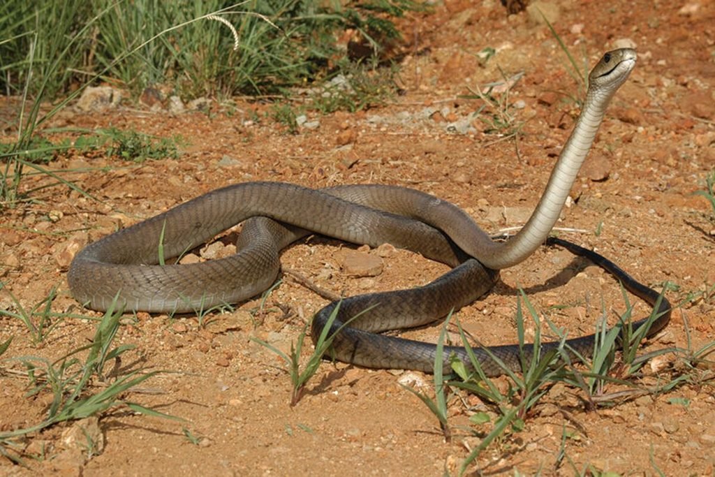 Mamba-negra (Dendroaspis polylepis)