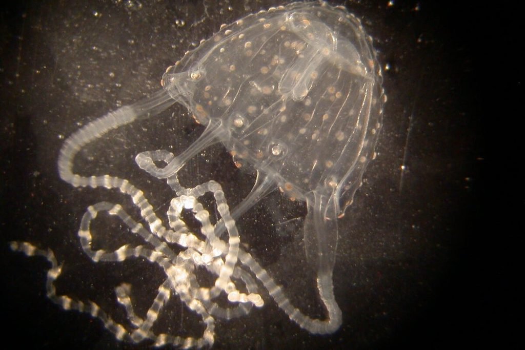 Medusa Irukandji (Carukia barnesi)