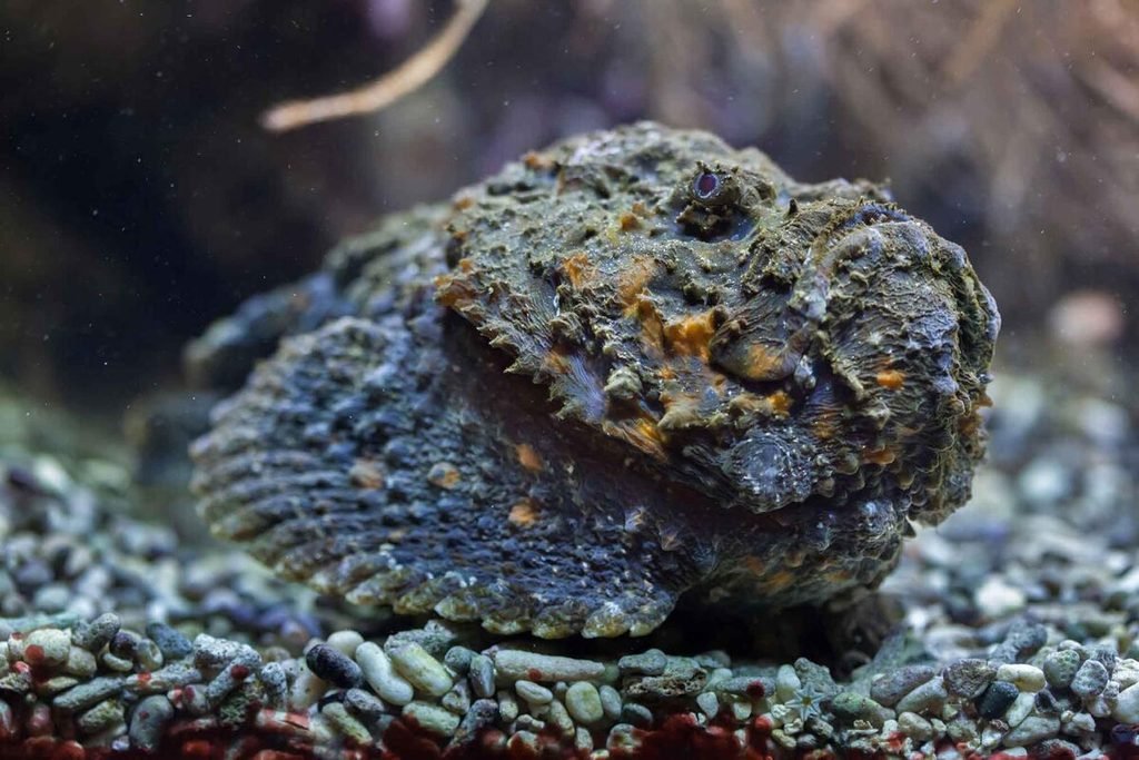 Peixe-pedra (Synanceia verrucosa)