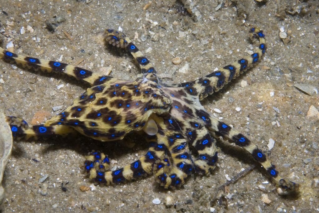 Polvo-de-anéis-azuis Hapalochlaena, um dos animais mais venenosos do mundo
