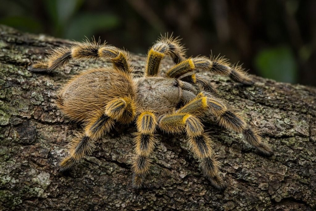 Tarântula-ornamental-do-Sri-Lanka (Poecilotheria ornata)