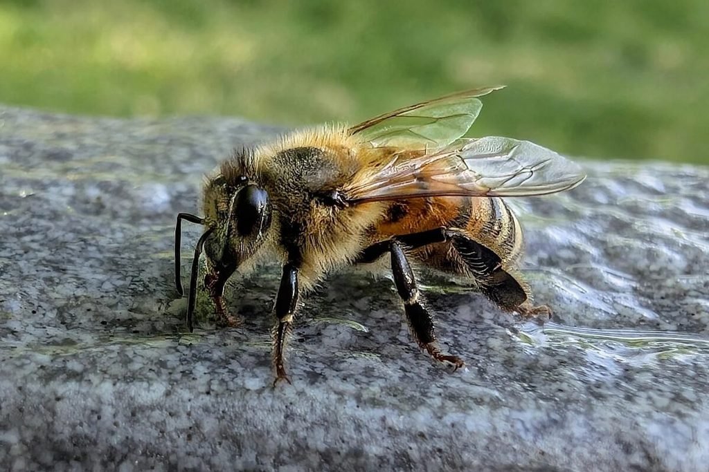 Abelha-africana (Apis mellifera scutellata)