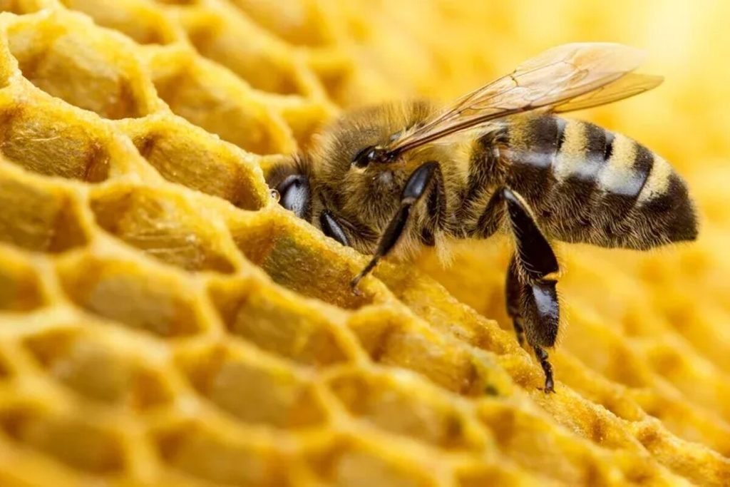 Abelha-do-mel (Apis mellifera)