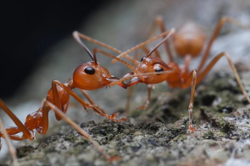 Formiga-de-fogo (Solenopsis invicta)