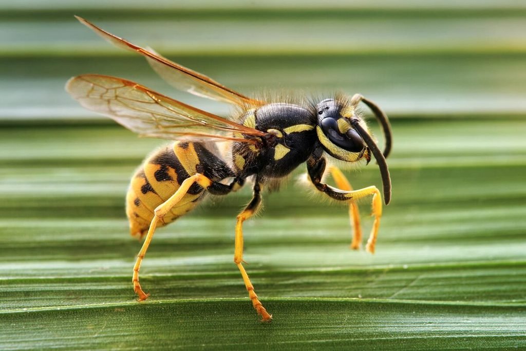 Vespa-amarela (Vespula spp.)