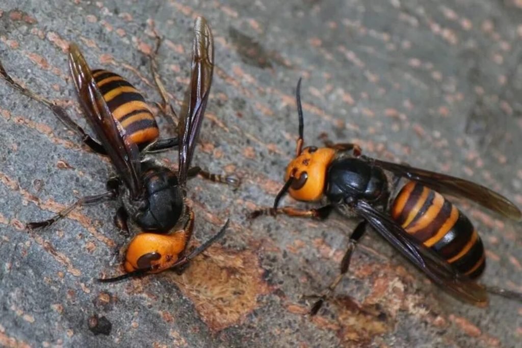 Vespa-gigante-asiática (Vespa mandarinia)