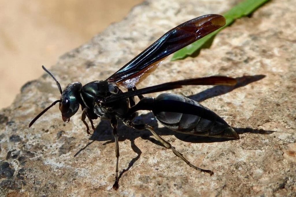Vespa-guerreira (Synoeca spp.)