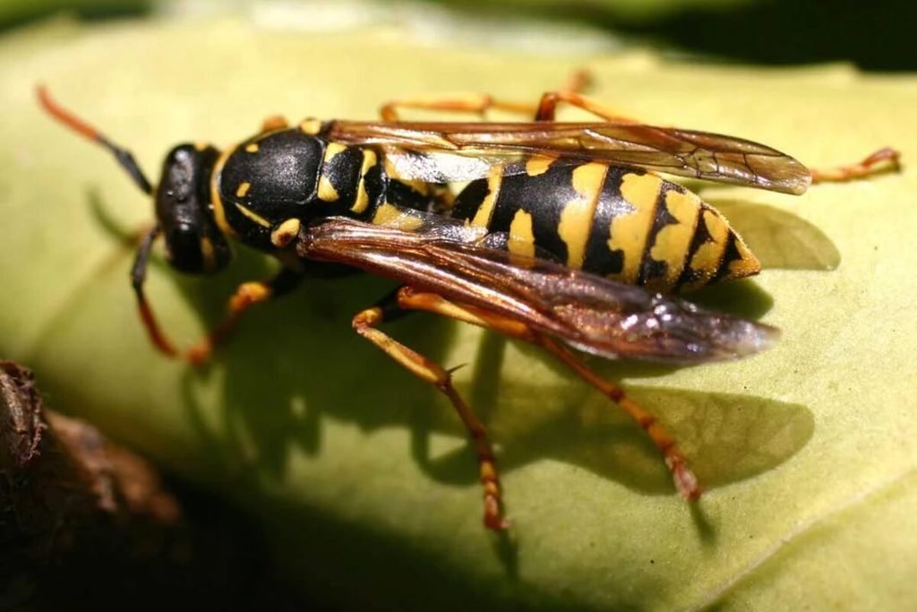 Vespa-de-papel (Polistes spp.)