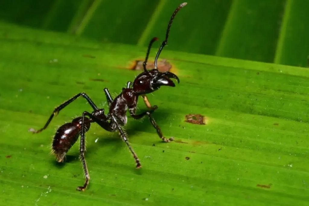 Formiga-bala (Paraponera clavata)