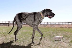 As 10 maiores raças de cachorro do mundo