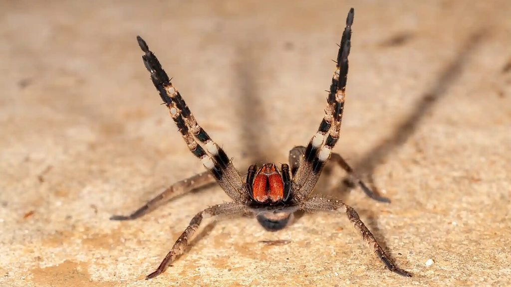 Armadeira (Phoneutria)