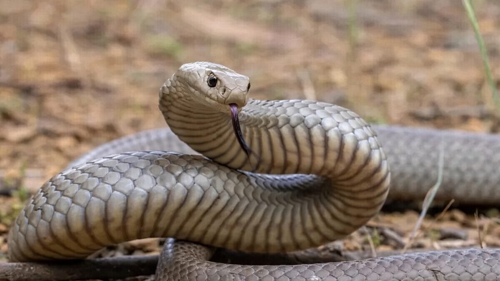 Cobra-marrom-oriental (Pseudonaja textilis)