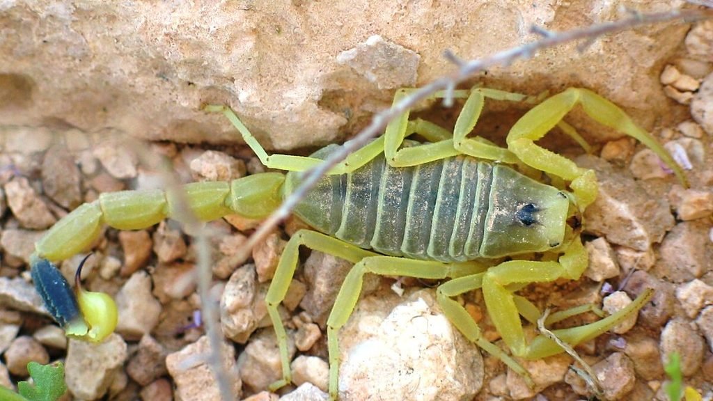 Deathstalker (Leiurus quinquestriatus)