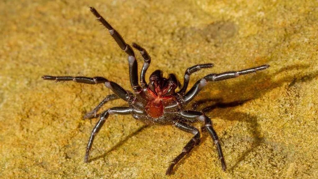 Funnel-web de Sydney (Atrax robustus)