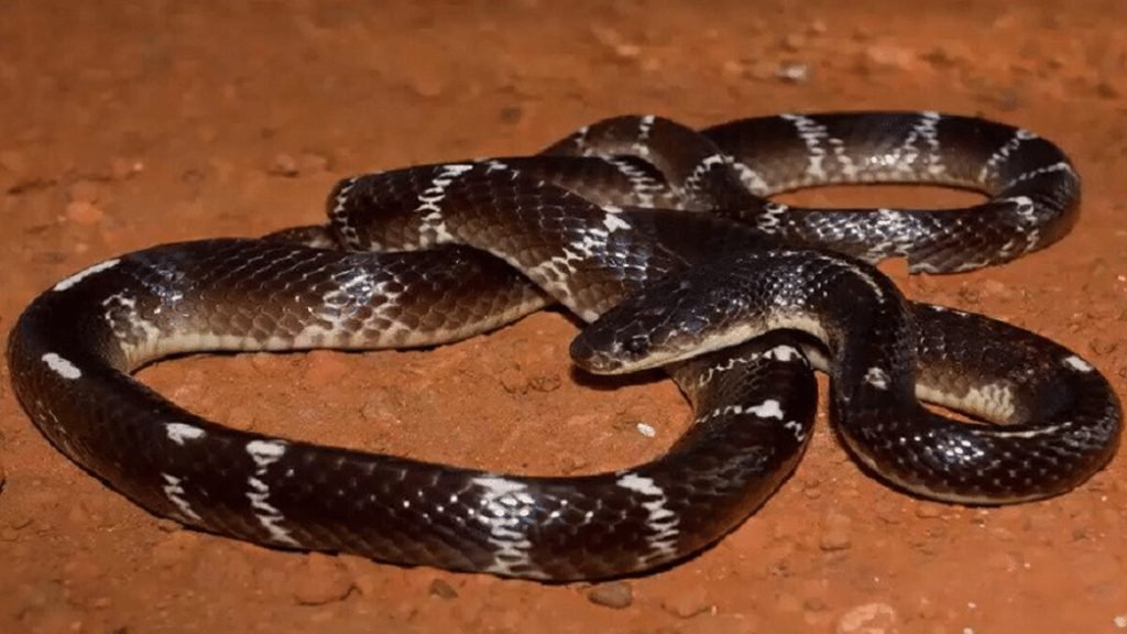 Krait (Bungarus caeruleus / B. multicinctus)