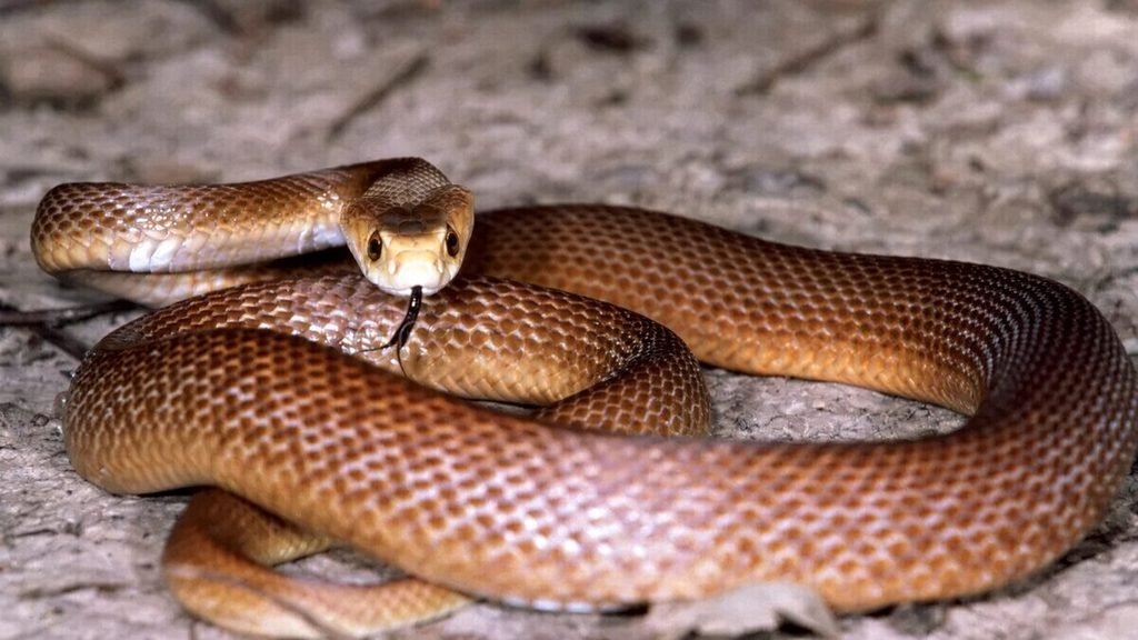 Cobra-marrom-oriental (Pseudonaja textilis)