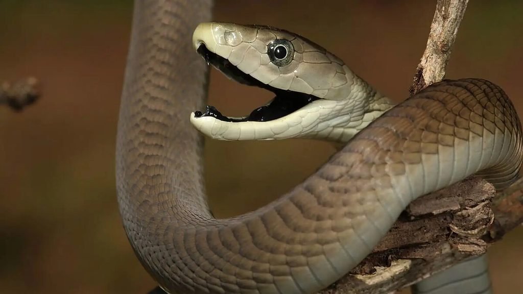 Mamba-negra (Dendroaspis polylepis)